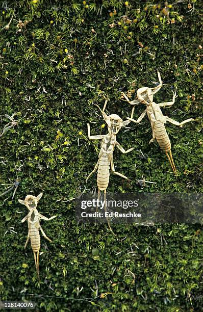 Insect Nymph Casing Empty Shell Casings Photos and Premium High Res Pictures - Getty Images
