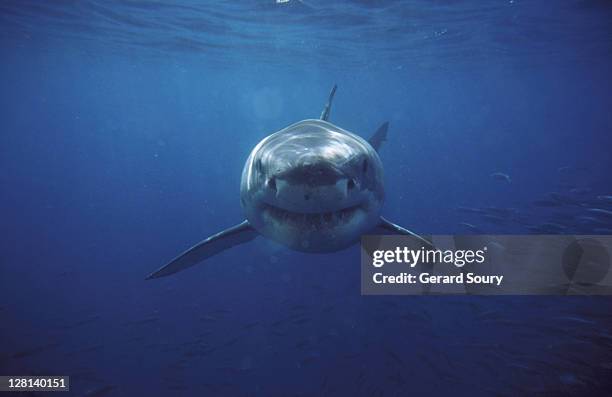 great white shark - tiburón jaquetón fotografías e imágenes de stock