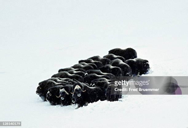 muskox herd in defensive behavior, ovibos moschatus. nunivak island, alaska, usa - myskoxe bildbanksfoton och bilder