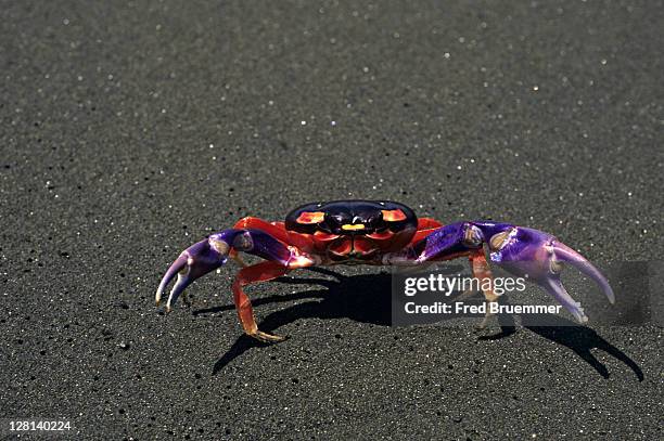 halloween crab, geocarcinus quadratus - moon crabs stock pictures, royalty-free photos & images