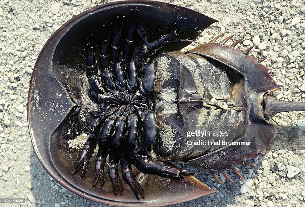 Limulus Sp Underside Of Horseshoe Crab Limulus Polyphemus Photo - Getty Images