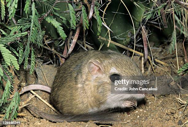 kangaroo rat, dipodomys merriami, is nocturnal and has fur-lined cheek pouches, sonoran desert, arizona, usa - cheek pouch stockfoto's en -beelden