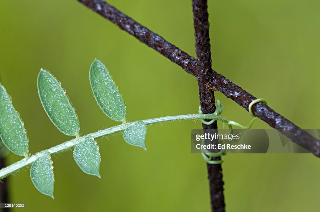 Thigmotropism -- Tendrils of American Vetch, Vicia americana, climbing a fence, Michigan, USA. Tendrils are modified leaves that wrap around object giving support to the plant.