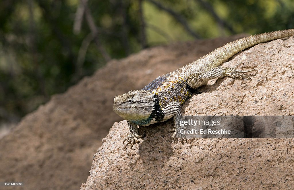 Male Desert Spiny Lizard, Sceloporus magister, Sonoran Desert, Saguaro National Park, Tucson, Arizona, USA. Common on rocks, ground or in trees. Large, pointed scales. Males have a blue-green patch on the throat.