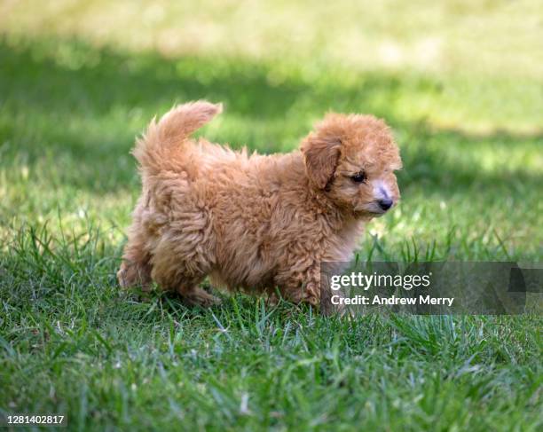 small toy poodle puppy, walking on green grass - cavoodle stockfoto's en -beelden