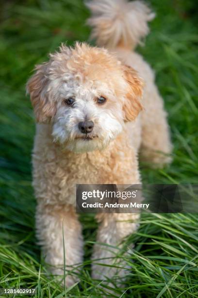 cute poodle puppy dog standing in long green grass - caniche photos et images de collection