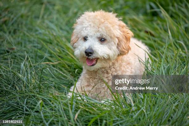 cute happy puppy, dog lying in green grass - bichon dog stock pictures, royalty-free photos & images