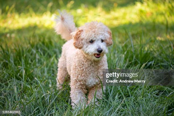 cute puppy, dog playing in long green grass - cavoodle stockfoto's en -beelden