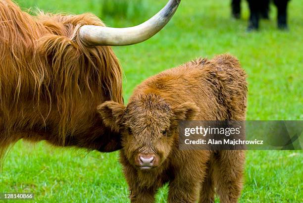 adult highland cattle with calf, glen nevis, scotland - 2r2f stock pictures, royalty-free photos & images