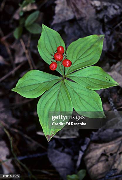 bunchberry, cornus canadensis, of the dogwood family. found in northern forests and mountains - dogwood family imagens e fotografias de stock