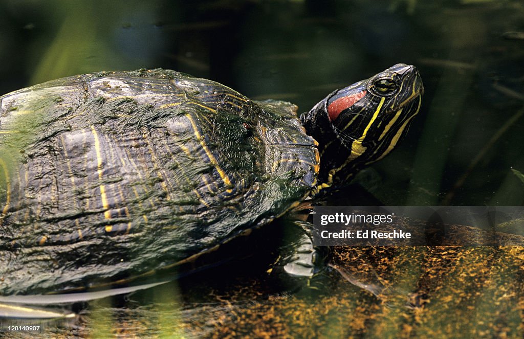 Red-eared Turtle or Slider, Pseudemys scripta elegans. Austin, Texas. USA