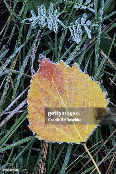 fallen bigtooth aspen leaf, populus grandidentata, and grass with frost. michigan. usa - populus grandidentata stock pictures, royalty-free photos & images