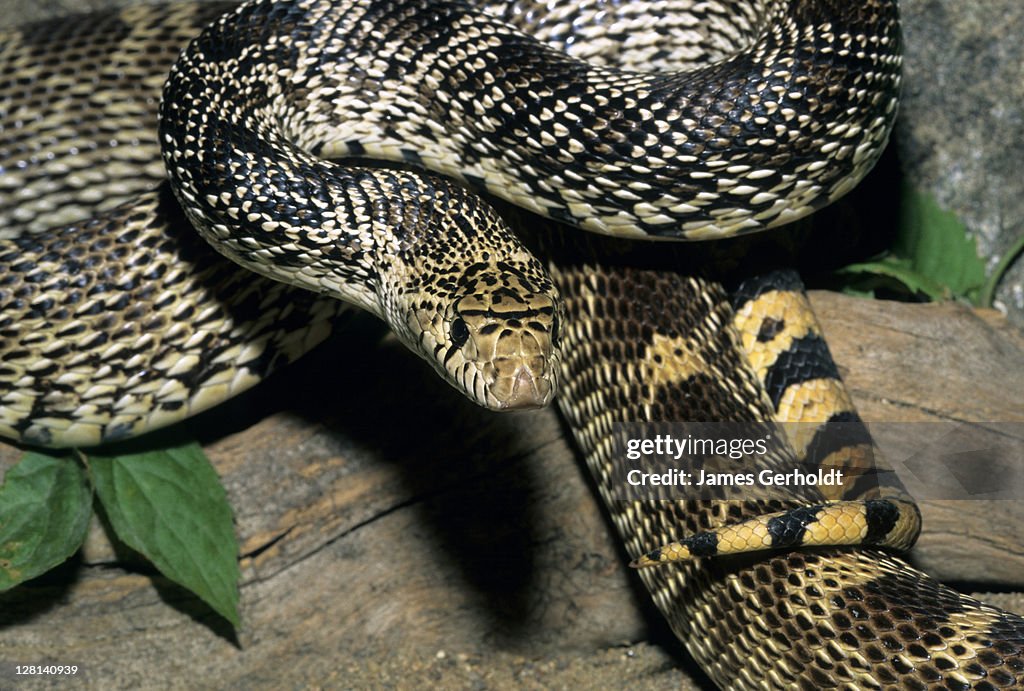 Closeup of Bullsnake, Pituophis catenifer sayi, Ziebach County, South Dakota, USA