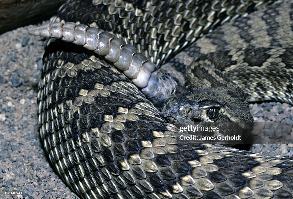 Closeup of rattle of Mojave Rattlesnake, Crotalus s. scutulatus, Cochise County, Arizona, USA