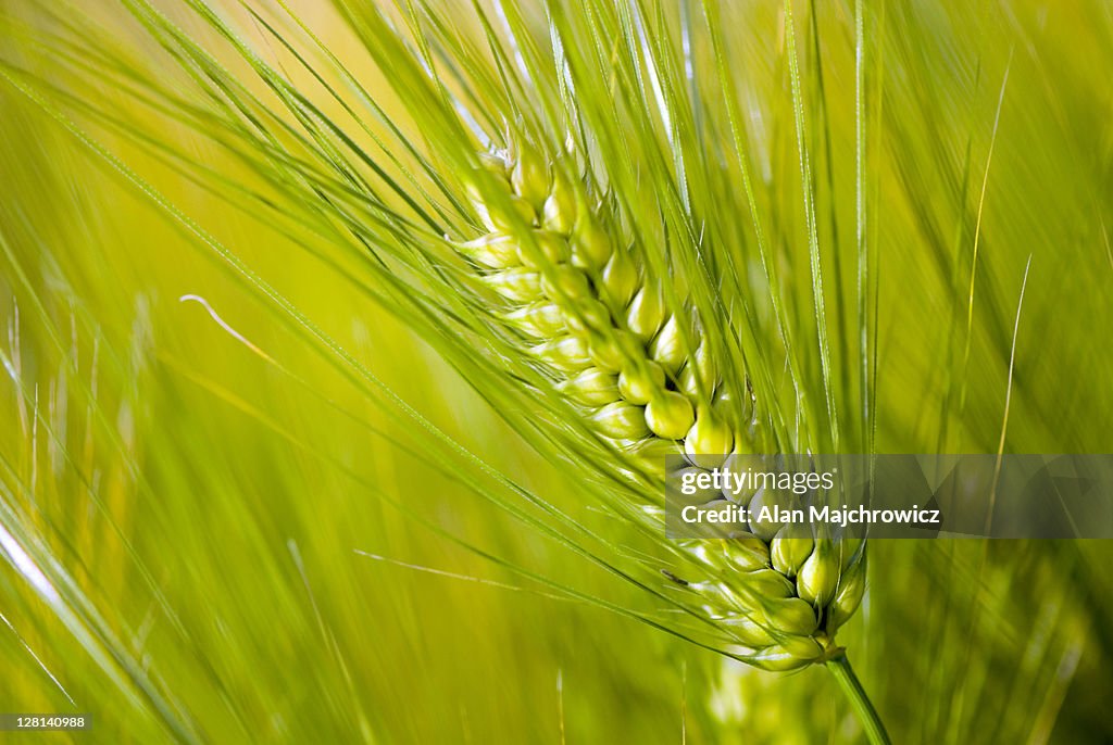 Closeup of Barley stalk, Hordeum vulgare