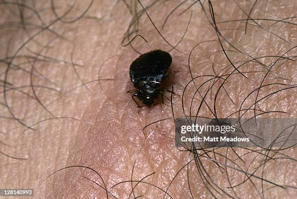 Koting Insect 127 Bed Bug Close Up Stock Photos, High-Res Pictures, and Images ...