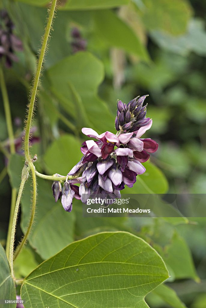 Kudzu vines, Pueraria montana (var. lobata). Fabaceae. Invasive plant introduced to US in 1876, it overgrows and shades-out native species and completely replaces existing vegetation. Powell County. Kentucky. USA