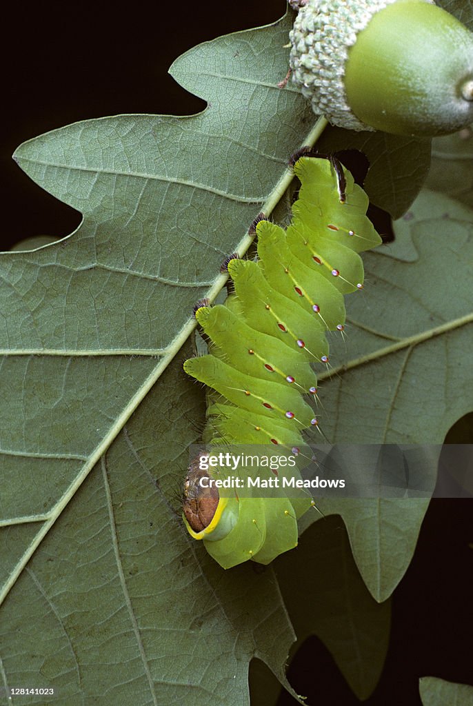Closeup of Polyphemus Moth caterpillar, Antheraea polyphemus, feeding on oak leaf, Franklin County, Ohio, USA