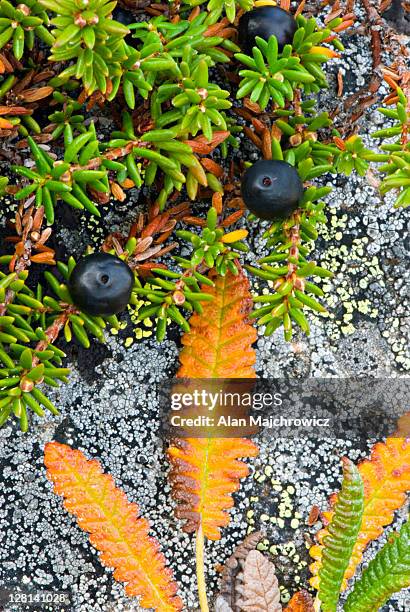 closeup of yellow mountain aven, dryas drummondii, and berries - drummondii stock pictures, royalty-free photos & images
