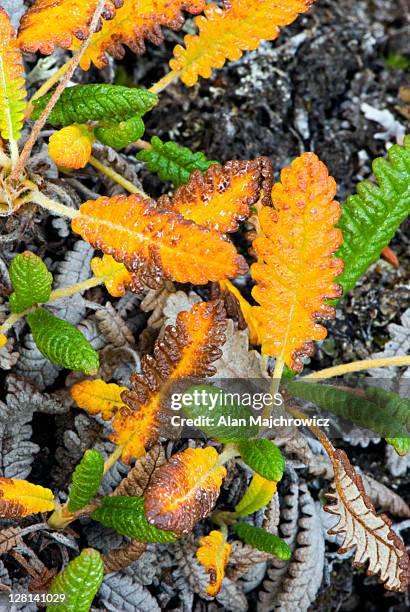 closeup of yellow mountain aven, dryas drummondii - drummondii stock pictures, royalty-free photos & images