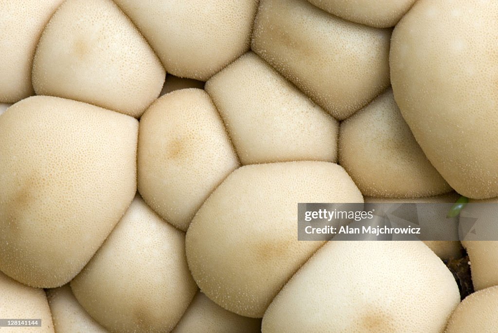 Closeup of Puffball cluster. Cassiar Mountains, British Columbia, Canada
