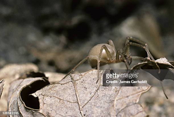 brown recluse spider, loxosceles reclusa, arizona, usa - brown recluse spider - fotografias e filmes do acervo