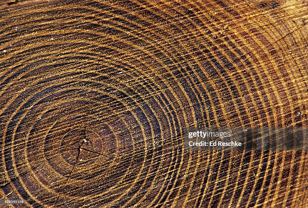 Annual or growth rings of tree trunk. Shows the yearly growth of wood (xylem) about the stem of woody plant. Over two decades of growth. Some variation is evident (in thickness). Great Smoky Mountains. USA