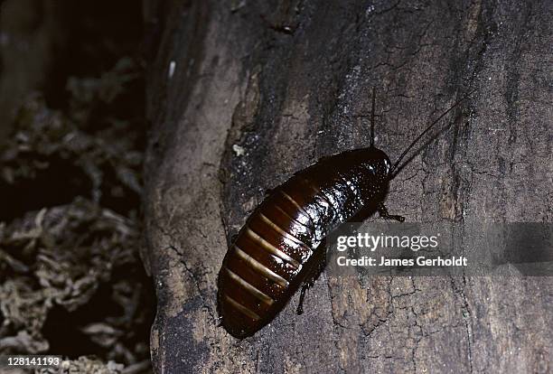 madagascar hissing cockroach nymph, gromphadorina portentosa - gromphadorhina ストックフォトと画像