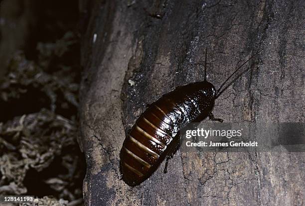High Cockroach Large Cockroach Photos and Premium High Res Pictures - Getty Images