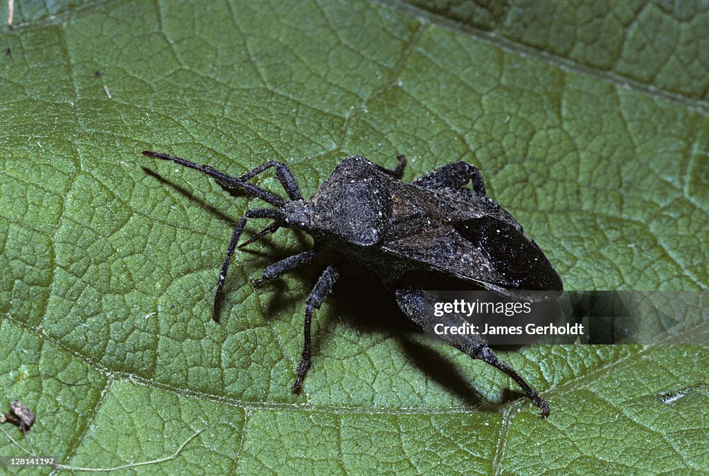 Leaf-footed bug, Coreidae, Hennepin County, Minnesota, USA