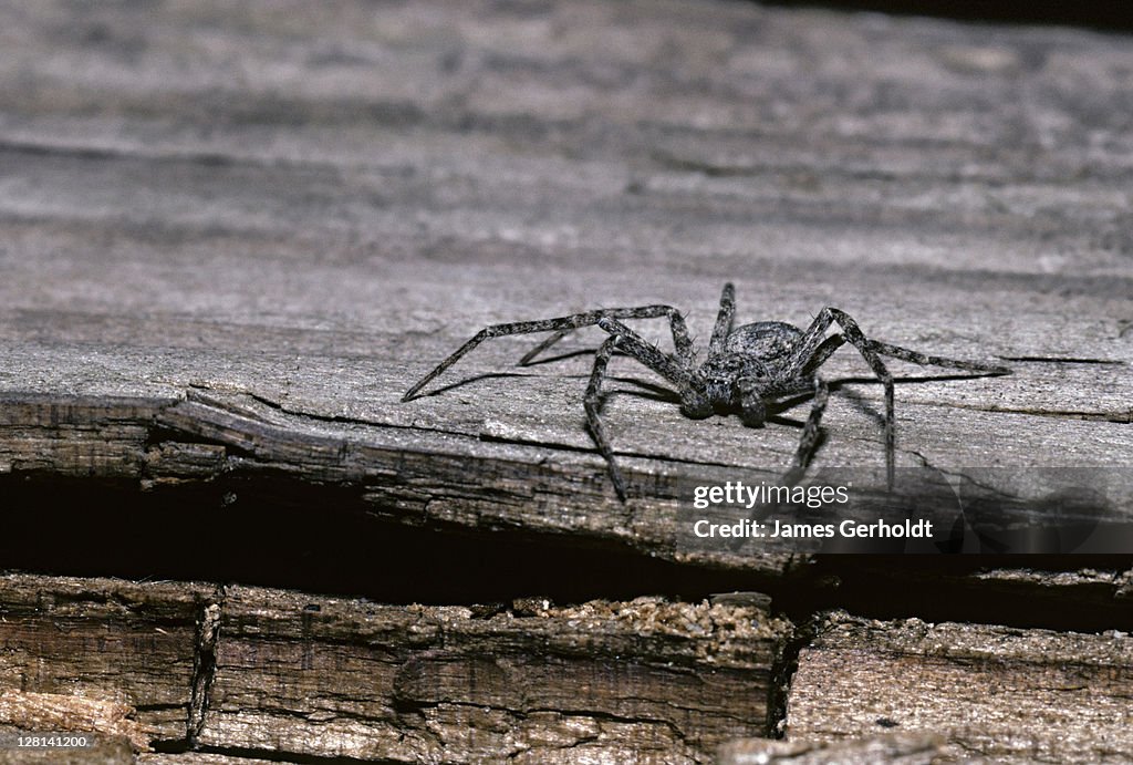 Crab Spider, Xysticus spp, Rice County, New Mexico, USA