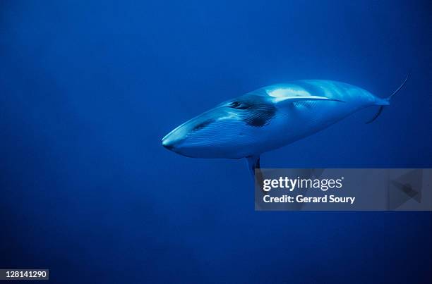 minke whale, balaenoptera acutorostrata, underwater, gbr, queensland - baleia minke - fotografias e filmes do acervo