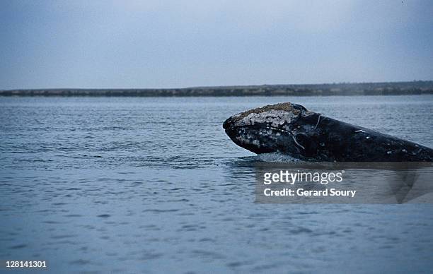 grey whale,eschrichtius robustus, breaching, scammon lagoon, baja calif. - eschrichtiidae stock pictures, royalty-free photos & images