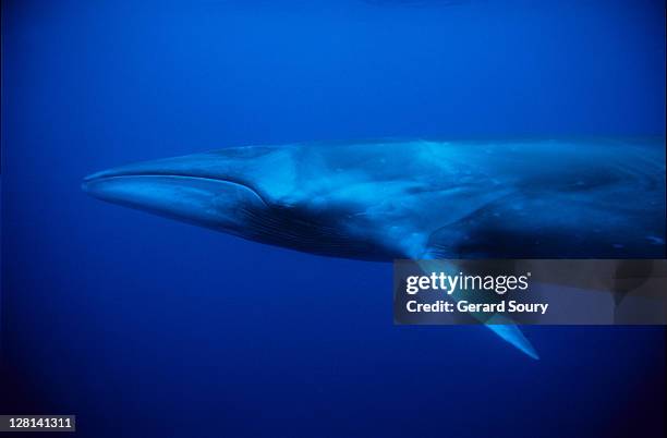 sei whale, balaenoptera borealis, swimming, pico island, azores,portugal - balaenoptera borealis stock pictures, royalty-free photos & images