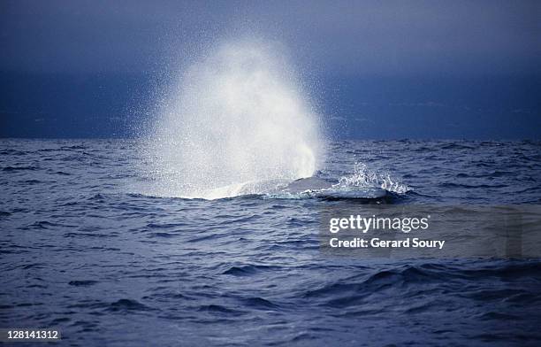 sei whale, balaenoptera borealis, surfacing, picos is, azores, portugal - balaenoptera borealis stock pictures, royalty-free photos & images