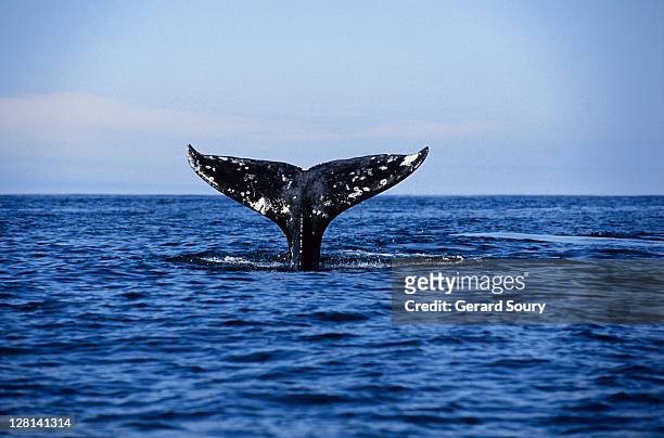 grey whale,eschrichtius robustus, diving, tofino,vancouver is,bc, canada - aleta de cola aleta fotografías e imágenes de stock