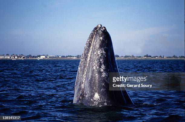 grey whale,eschrichtius robustus, spyhopping, magdelena bay, baja calif - eschrichtiidae stock pictures, royalty-free photos & images