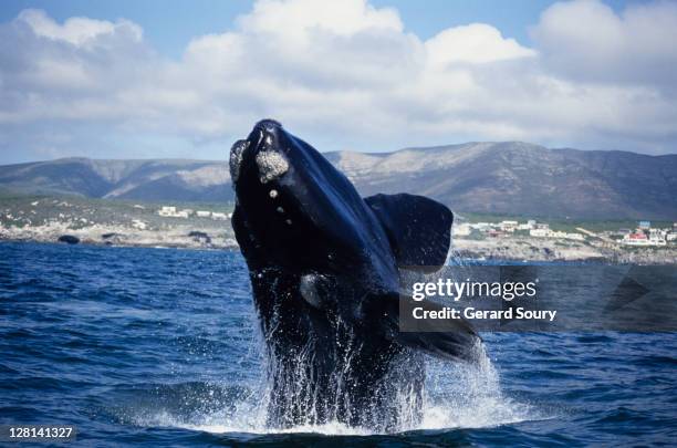 southern right whale, eubalaena australis, breaching, gaansbai, s africa - right whale stock pictures, royalty-free photos & images