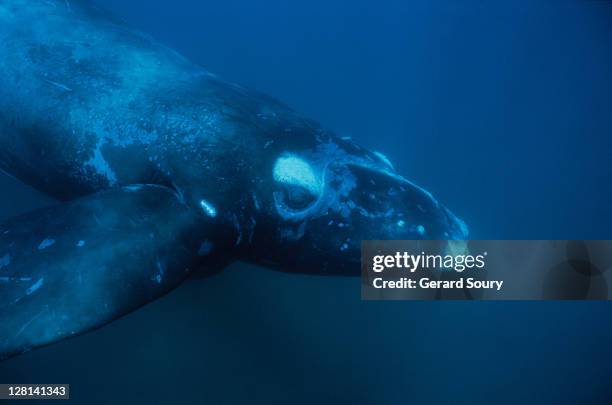 southern right whale, eubalaena australis, juvenile,peninsula valdes - セミクジラ科 ストックフォトと画像