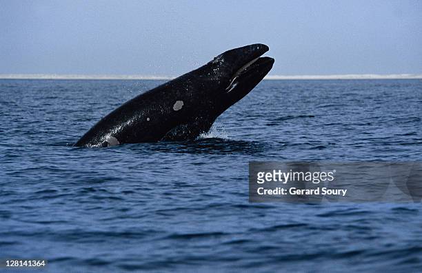 grey whale, eschrichtius robustus, juvenile breaching, magdelena bay - eschrichtiidae stock pictures, royalty-free photos & images