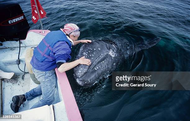 grey whale, eschrichtius robustus, juvenile and person, magdelena bay - eschrichtiidae stock pictures, royalty-free photos & images
