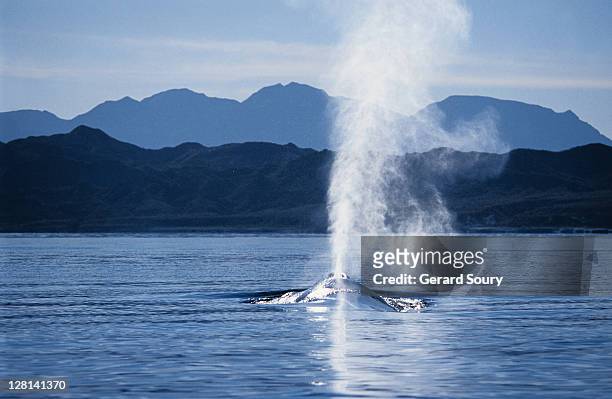 blue whale,balaenoptera musculus, blowing, sea of cortez - auftauchen wasser stock-fotos und bilder