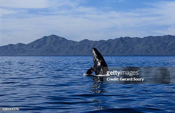 grey whale, eschrichtius robustus, juvenile breaching, magdalena bay - eschrichtiidae stock pictures, royalty-free photos & images