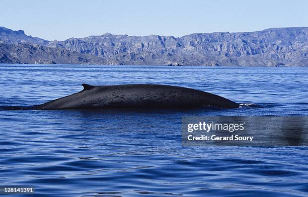 fin whale, balaenoptera physalus, female arching back, sea of cortez - fin whale stock pictures, royalty-free photos & images