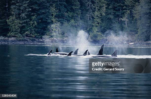 killer whale, orcinus orca, pod at surface, vancouver is, bc, canada - vancouver canada foto e immagini stock
