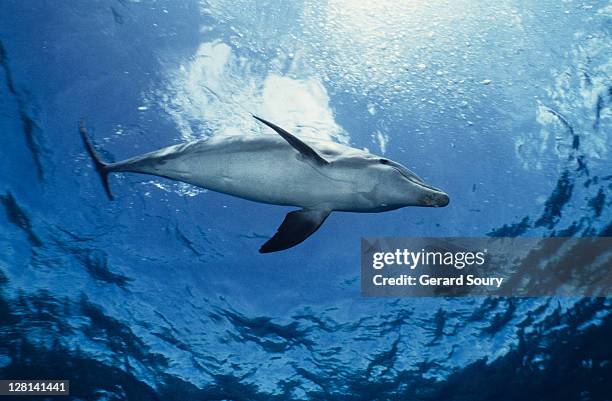 bottlenose dolphin,tursiops truncatus,underwater,providenciales - providenciales stockfoto's en -beelden