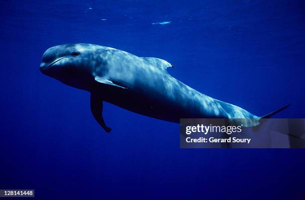 short-finned pilot whales, globicephala macrorhynchus, tenerife - pilot whale stock pictures, royalty-free photos & images