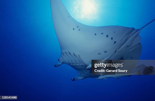 manta ray, manta birostris, underwater, rangiroa, tuamotu, polynesia - symbiotic relationship 個照片及圖片檔