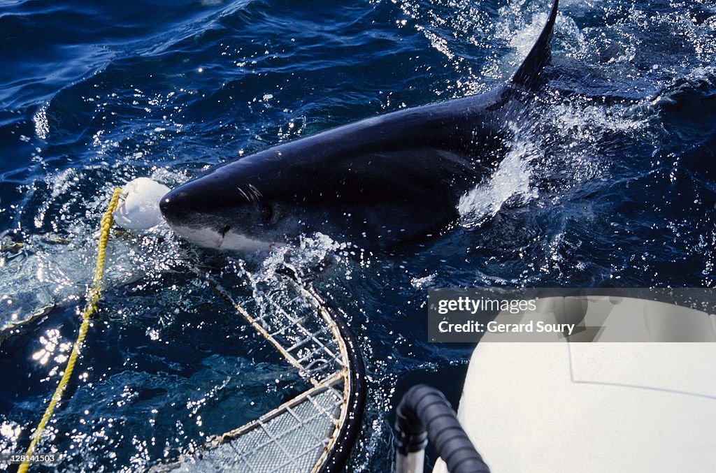 Great white shark,carcharodon carcharias, biting cage, gaansbai,s.africa