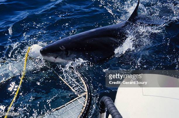 great white shark,carcharodon carcharias, biting cage, gaansbai,s.africa - shark attack 個照片及圖片檔